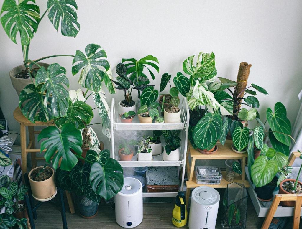 Why Every Plant Parent Should Have a&nbsp;Humidifier